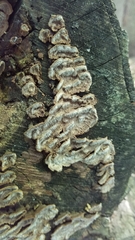 Dentocorticium portoricense