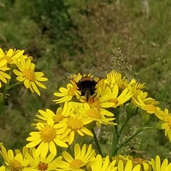 Eristalis intricaria