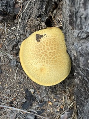 Buchwaldoboletus sphaerocephalus