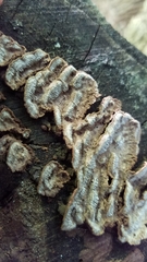 Dentocorticium portoricense