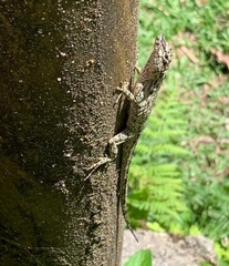 Anolis sulcifrons