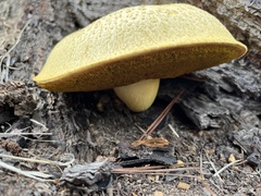 Buchwaldoboletus sphaerocephalus