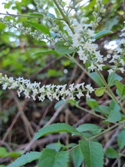 Aloysia