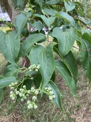 Heptacodium