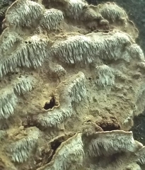 Dentocorticium portoricense