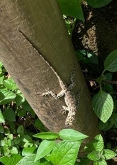 Anolis sulcifrons