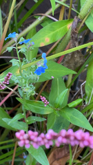 Cynoglossum amabile
