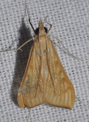 Antigastra catalaunalis