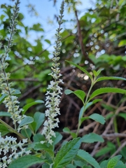 Aloysia