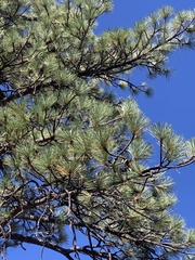 Pinus jeffreyi