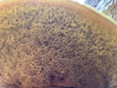 Buchwaldoboletus sphaerocephalus