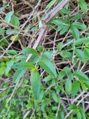 Aloysia
