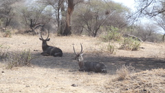 Kobus ellipsiprymnus