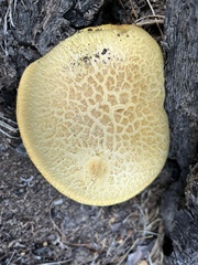 Buchwaldoboletus sphaerocephalus
