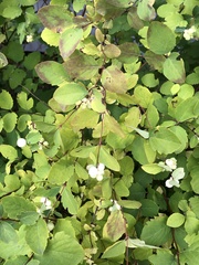 Symphoricarpos occidentalis