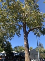 Platanus