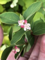 Symphoricarpos occidentalis