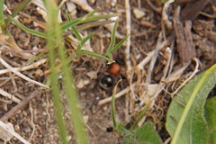 Physetopoda halensis