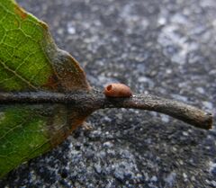 Pseudoneuroterus saliens