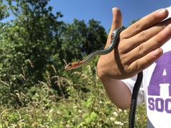 Thamnophis sirtalis concinnus