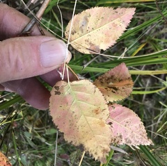 Betula cordifolia