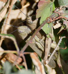 Anacridium aegyptium