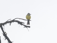 Tyrannus melancholicus