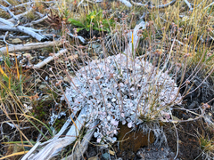 Eriogonum ovalifolium