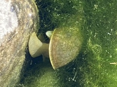 Lymnaea stagnalis