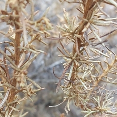 Artemisia californica
