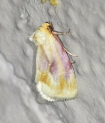 Chamaeclea basiochrea