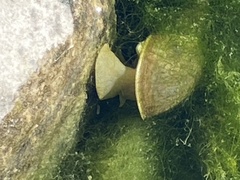 Lymnaea stagnalis