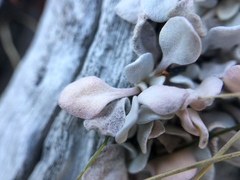 Eriogonum ovalifolium