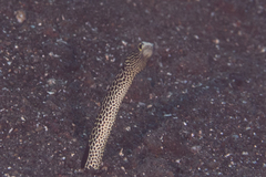 Heteroconger taylori