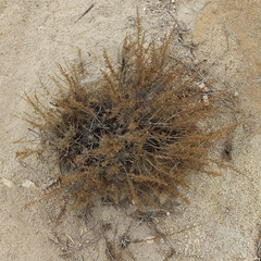 Artemisia californica