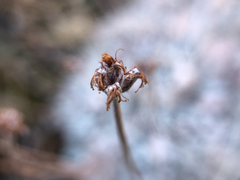Eriogonum ovalifolium