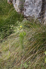 Euryops abrotanifolius