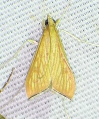 Antigastra catalaunalis