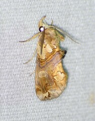 Plusiodonta compressipalpis