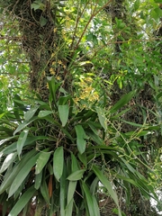Oncidium sphacelatum