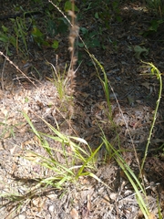 Chasmanthium sessiliflorum