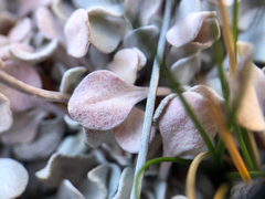 Eriogonum ovalifolium