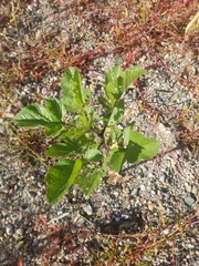 Rhamphospermum nigrum