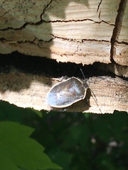 Holcostethus limbolarius