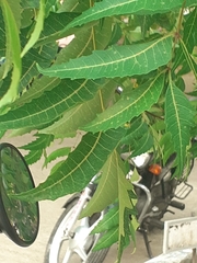 Azadirachta indica