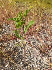 Rhamphospermum nigrum