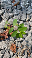 Euphorbia hypericifolia