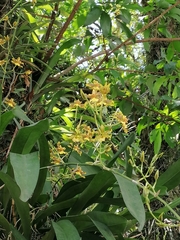 Oncidium sphacelatum