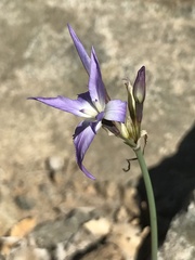 Leucocoryne violacescens