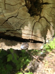 Holcostethus limbolarius